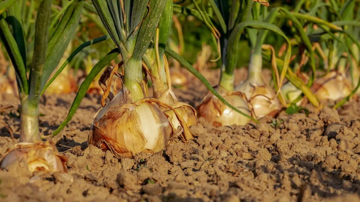 Comment planter des poireaux dans son potager ?