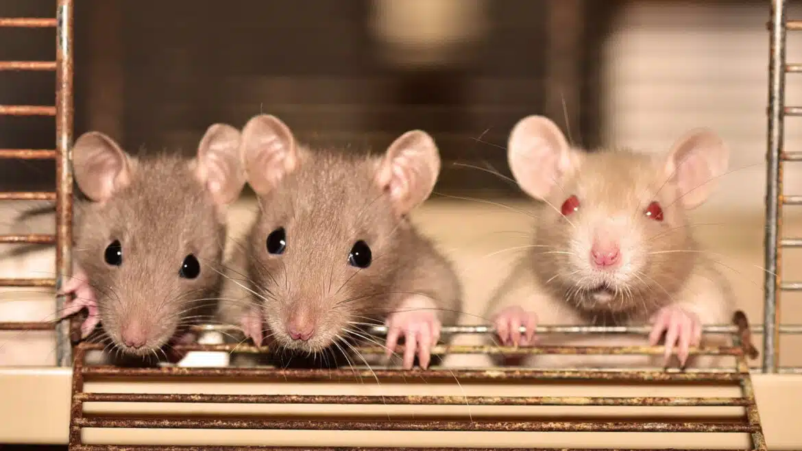 Invasion de rats : pourquoi est-il primordial de faire intervenir un dératiseur professionnel ?