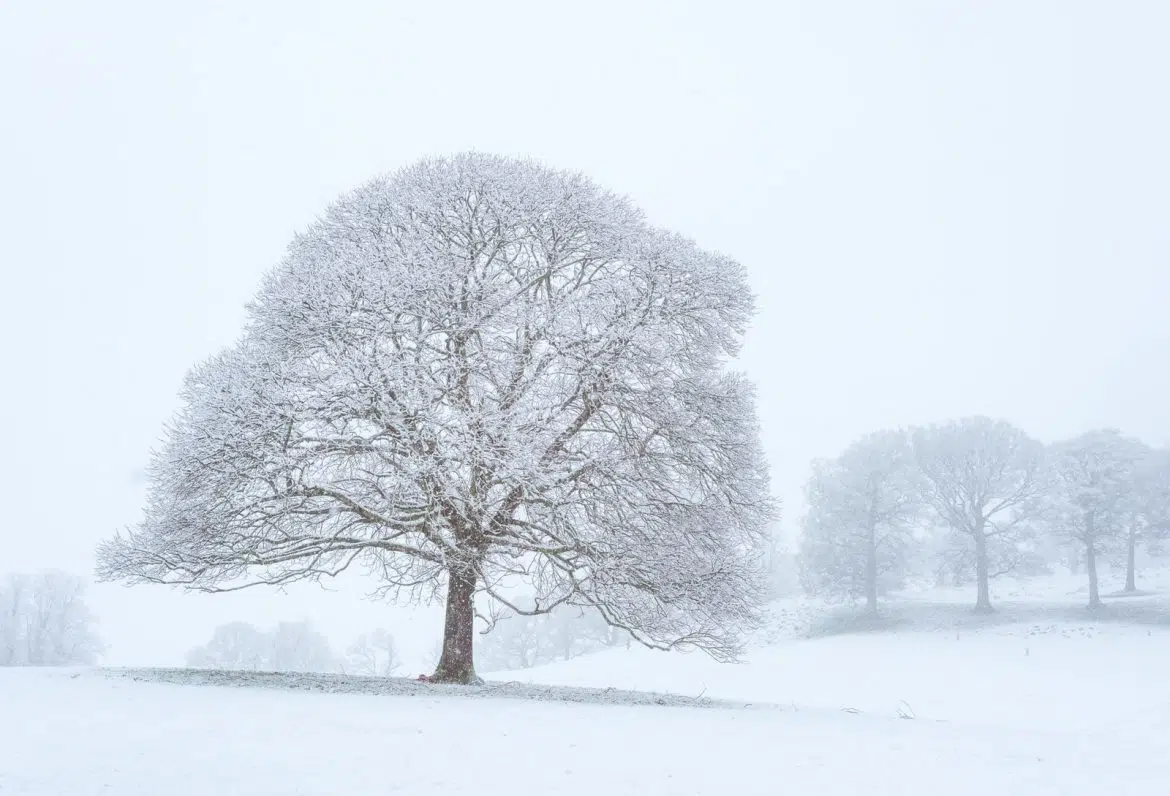 Laurier rose hiver : perd-il ses feuilles ?